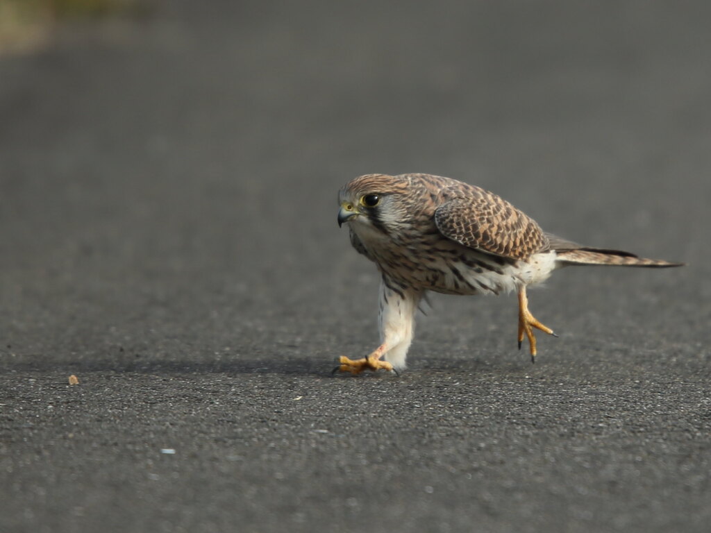 チョウゲンボウ