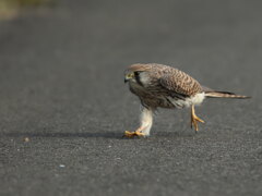 チョウゲンボウ