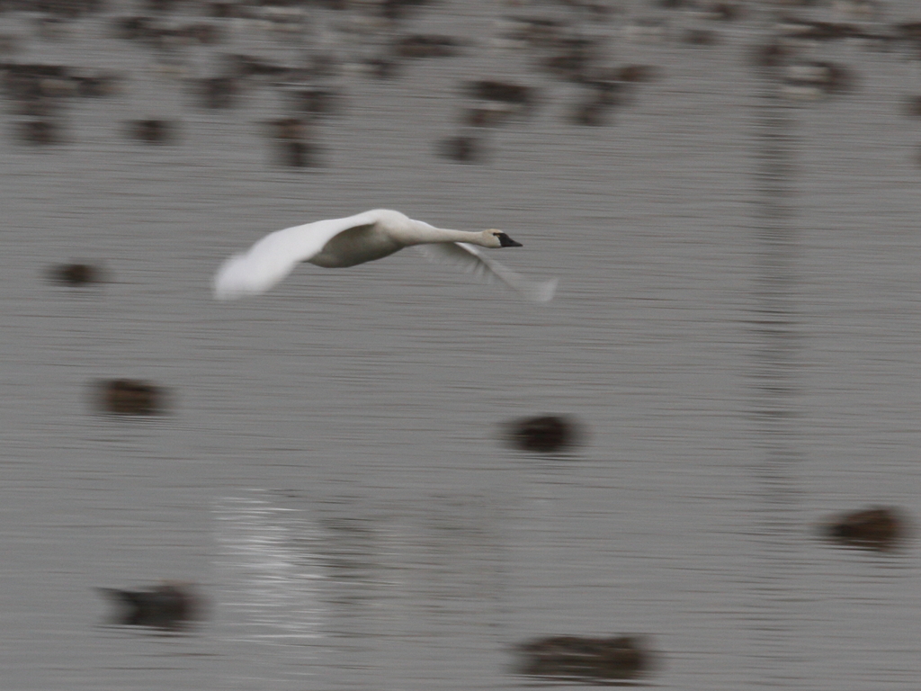 アメリカコハクチョウ