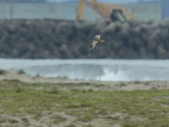 ホウロクシギ