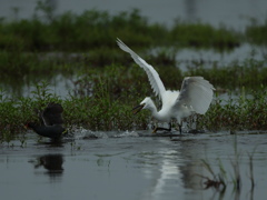 大沼の野鳥