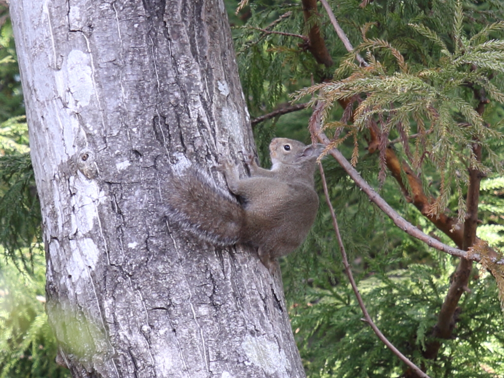 リス②