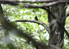 若サンちゃん？