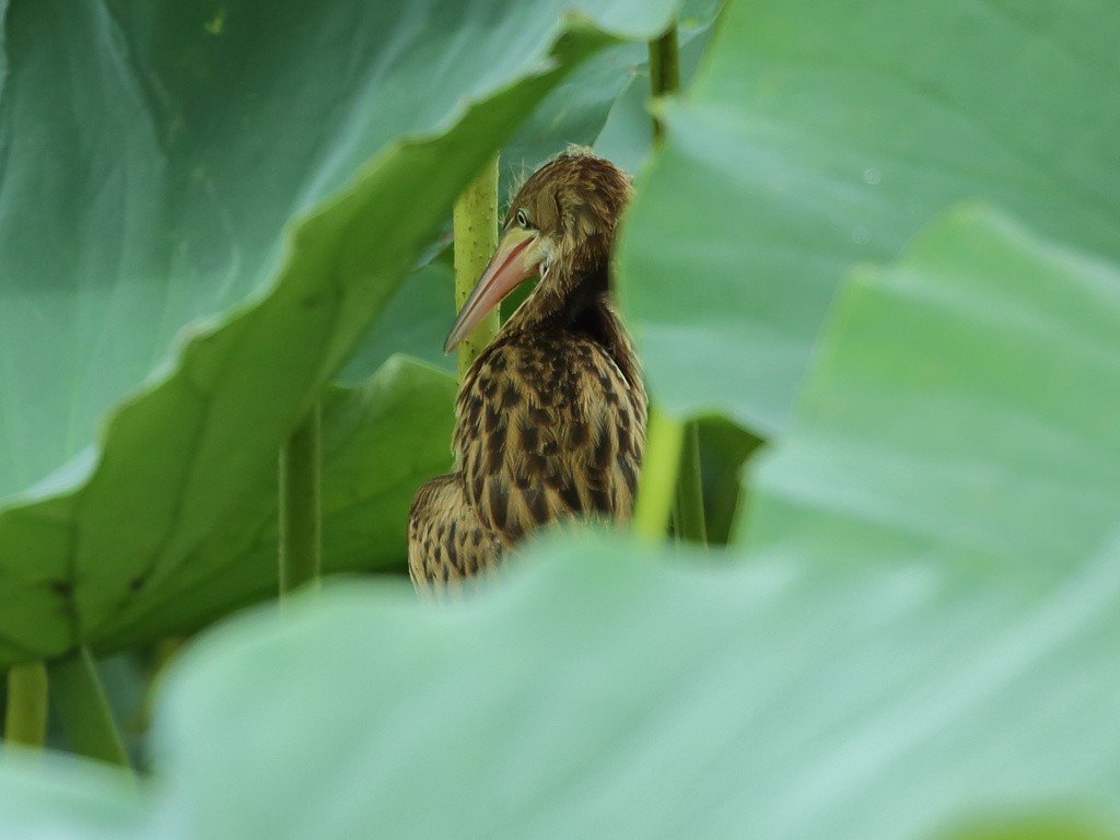 大沼の野鳥