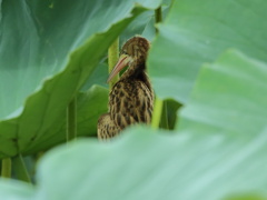 大沼の野鳥