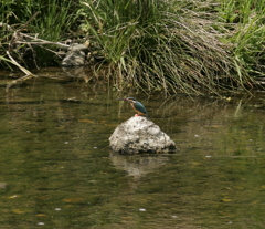 カワセミ