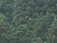 飛び去るハチクマ？