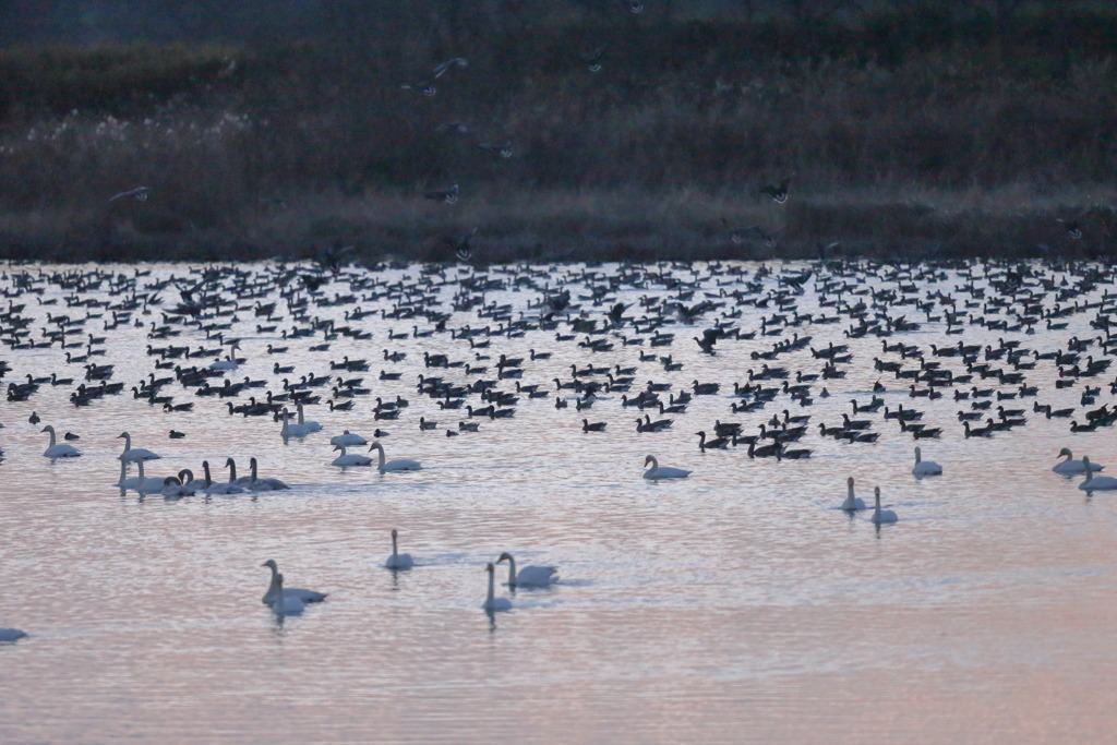 塒（ねぐら）に戻る③