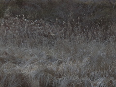 蕪栗沼