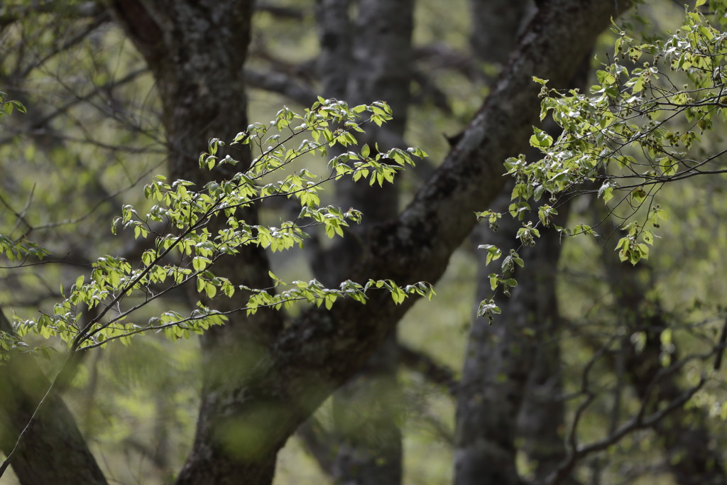 新緑（橅）