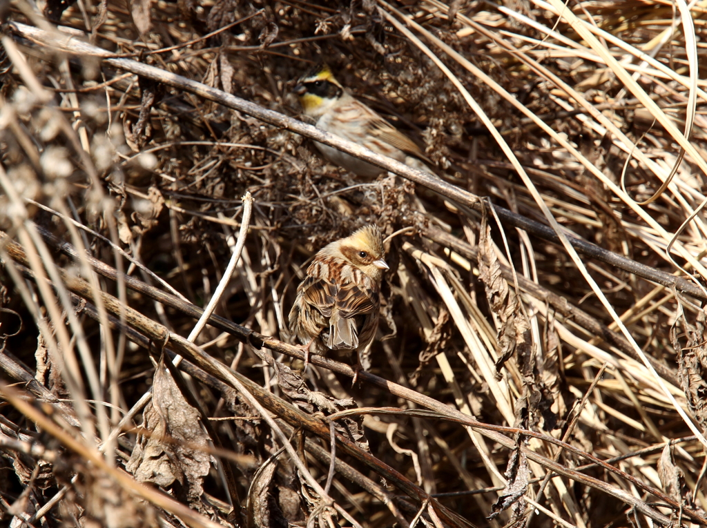 ミヤマホオジロ