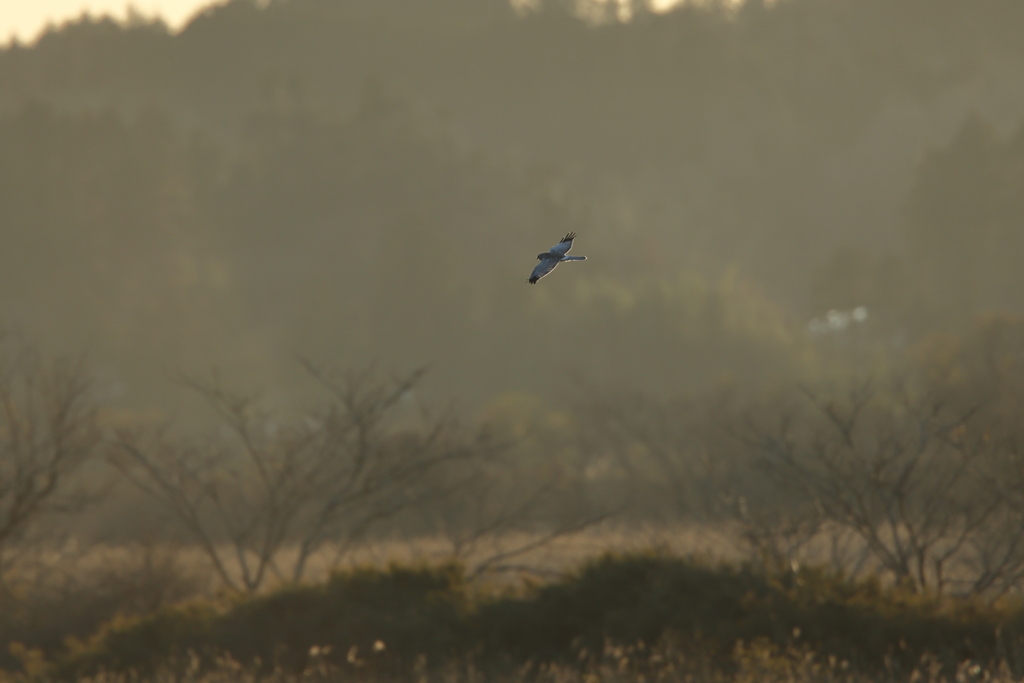 ハイイロチュウヒ
