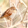 カヤクグリ