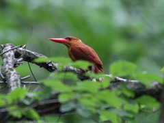 アカショウビン