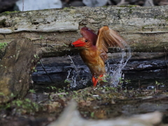 アカショウビン