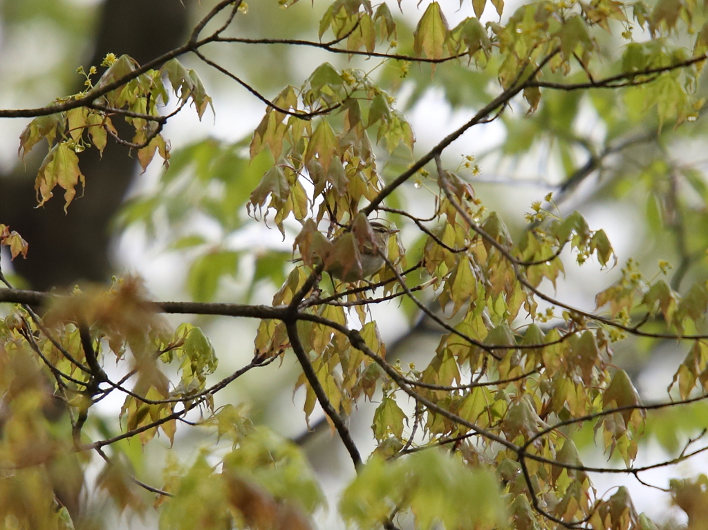 センダイムシクイ