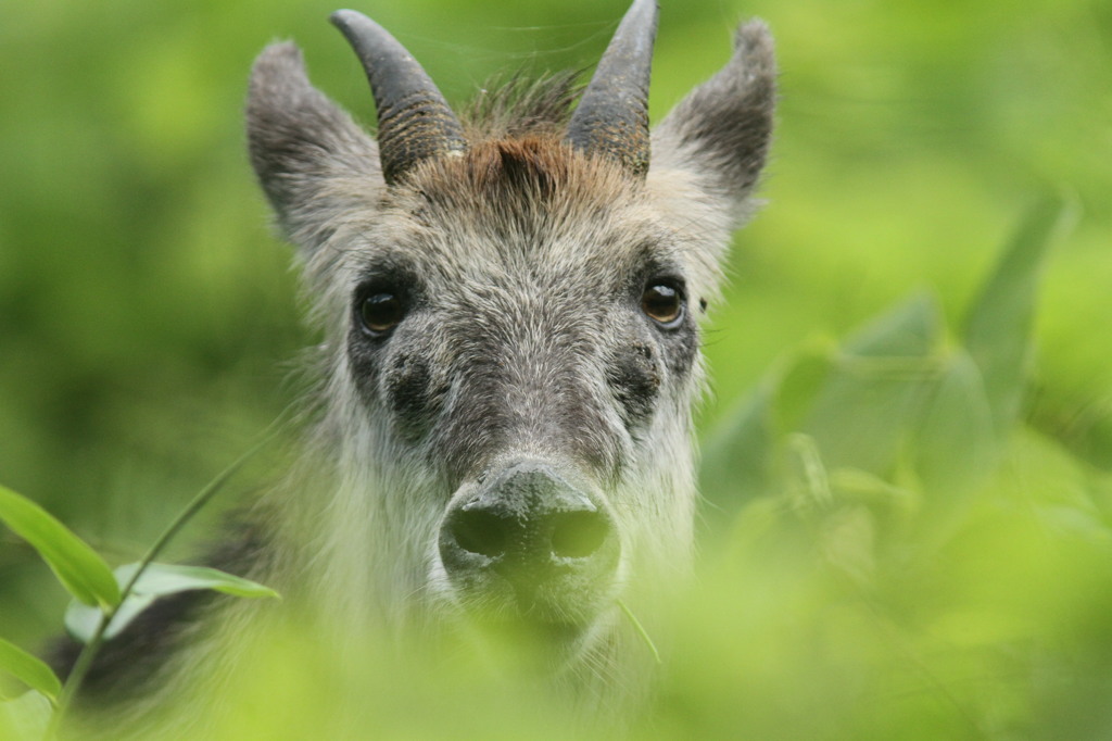 カモシカ②