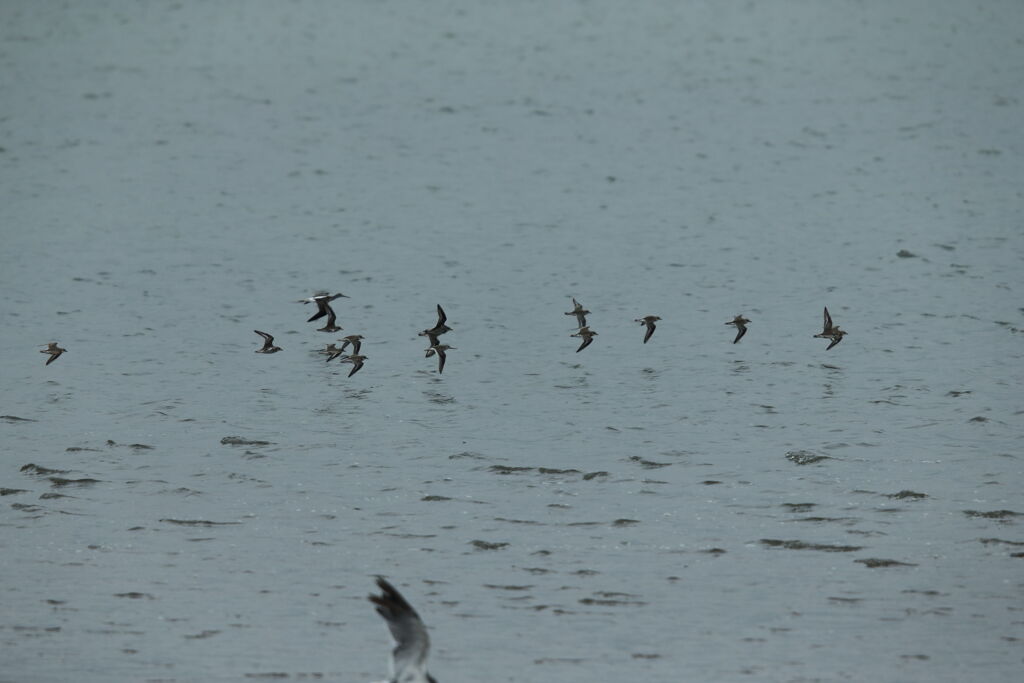 鳥の海