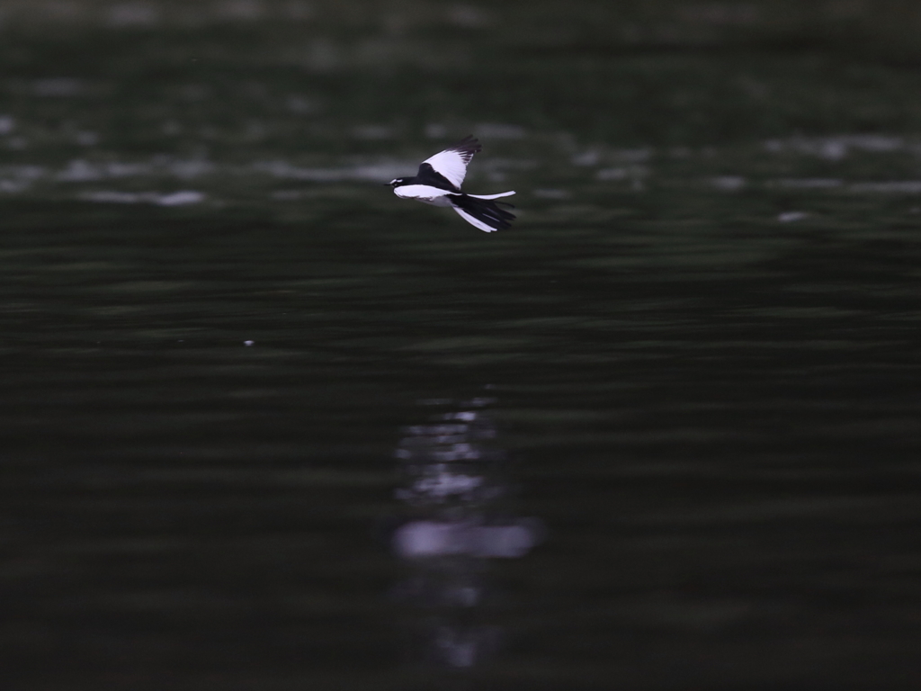 セグロセキレイ