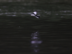 セグロセキレイ