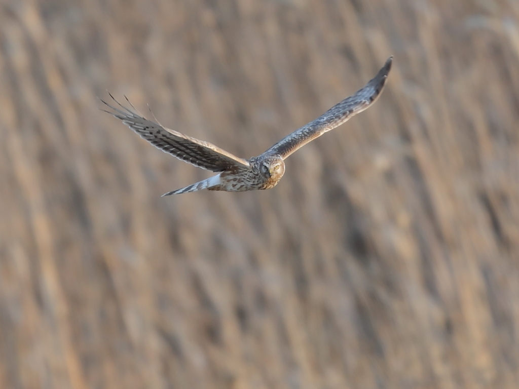 ハイロチュウヒ