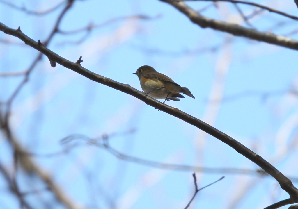ジョウビタキ♀