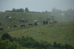 今はもう秋・・・か? 今はもう秋・・・か?
