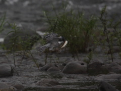 ヤマセミ大物を獲る③