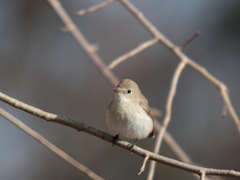 ニシオジロビタキ