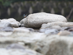 カワセミ物語⑦