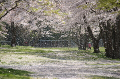 桜吹雪
