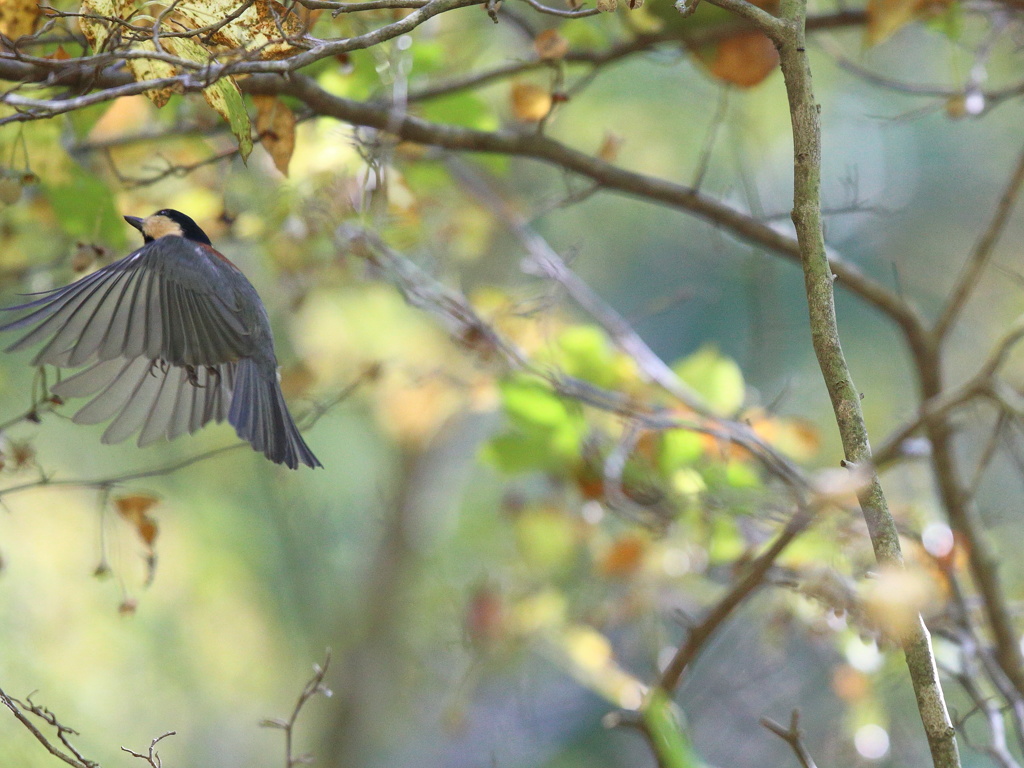 はじっこに引っかかったヤマガラ