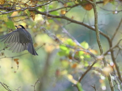 はじっこに引っかかったヤマガラ