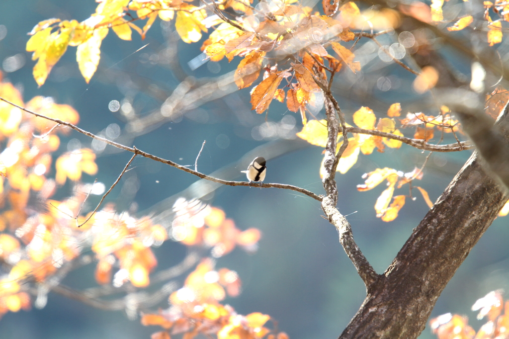 秋色シジュウカラ