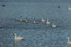 大沼の野鳥