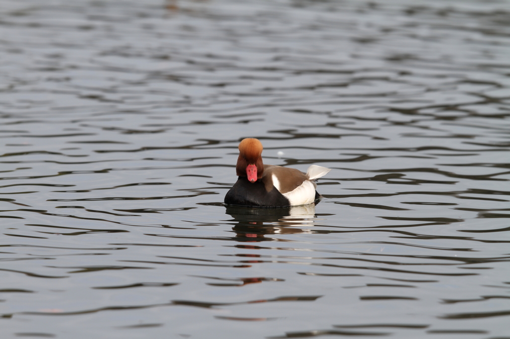 アカハシハジロ②