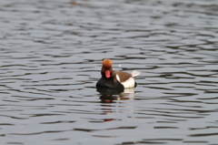 アカハシハジロ②