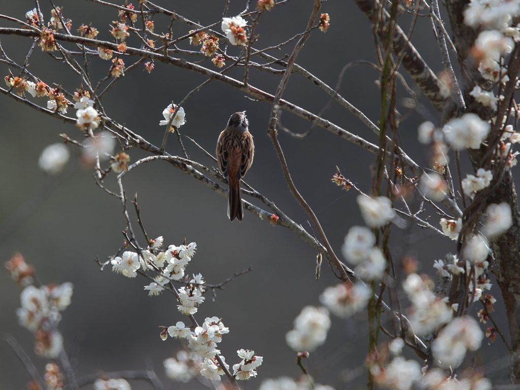 桜咲く