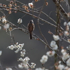 桜咲く