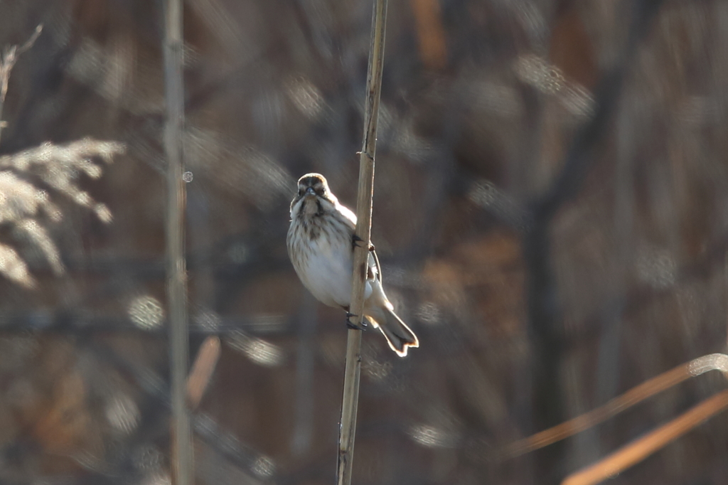葦原の野鳥
