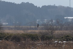 オジロワシ