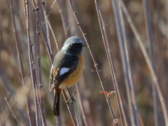 ジョウビタキ