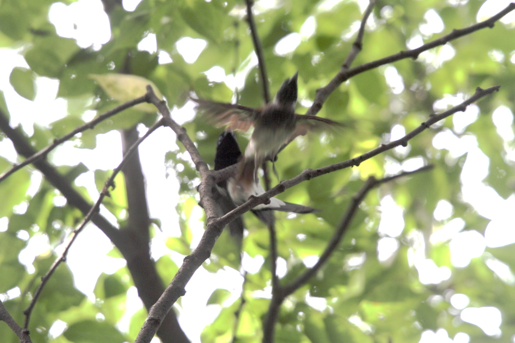 サンちゃん　見守られてソレ～