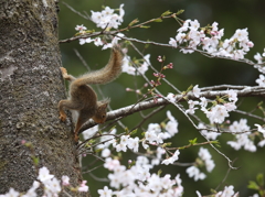 桜と子リス②