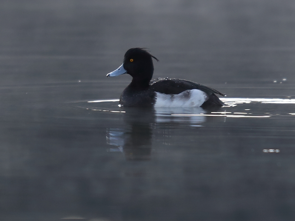 キンクロハジロ