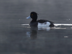 キンクロハジロ