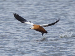 アカツクシガモ