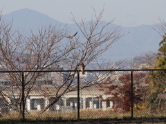 オオタカとチョウゲンボウ