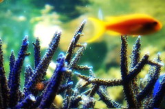 水族館