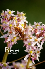 bee